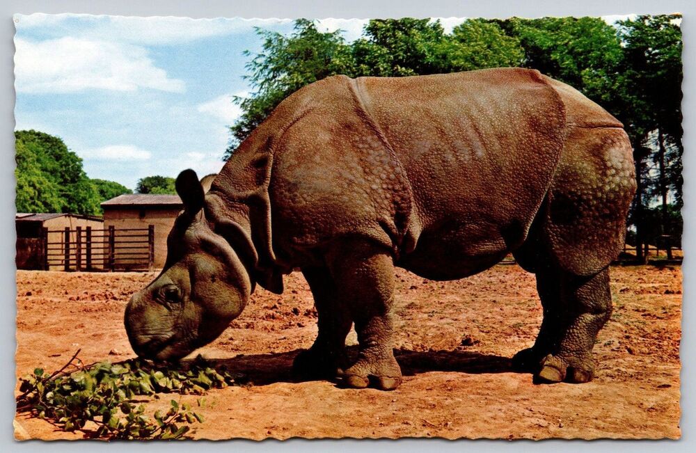 Vintage Whipsnade Park Zoo Great Indian Rhino Postcard WZ38 Gary K Clarke
